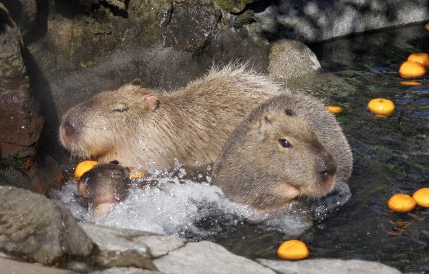 capybara, Vitamin C, Amazon rainforest