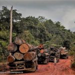 illegal logging, Amazon