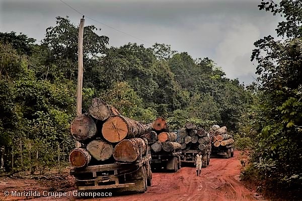 illegal logging, Amazon