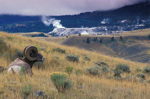 Yellowstone, biodiversity, bighorn sheep