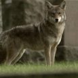 A new animal species has emerged in front of scientists’ eyes in eastern North America. With the emergence of coyote-wolf hybrids, called the coywolf, millions of these wily predators now roam at the edge of cities like Chicago and New York.