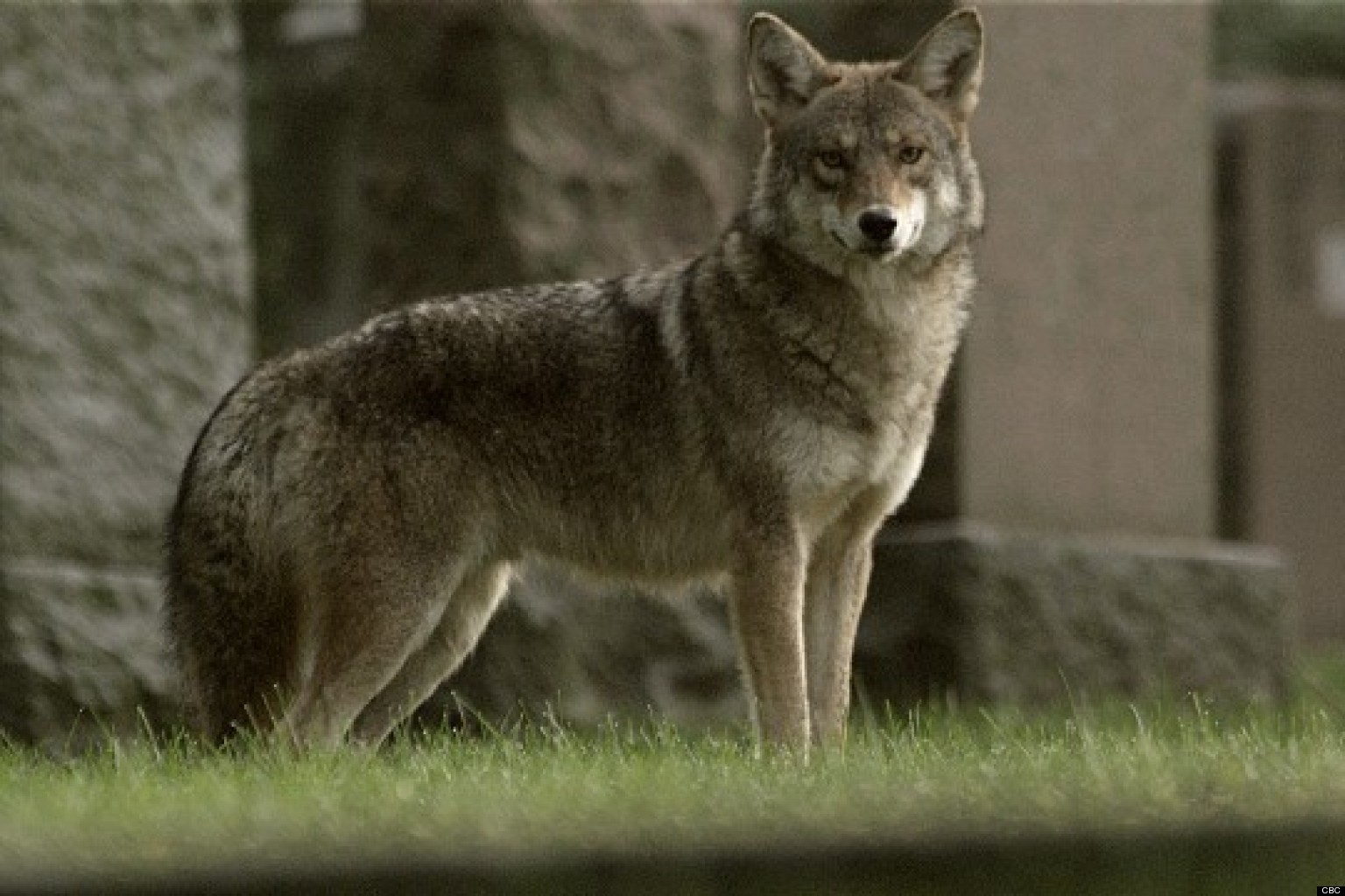 Meet the Coywolf,coyote-wolf hybrid