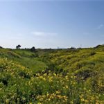 Newport Banning Ranch, archaeological resources,Genga,Tongva