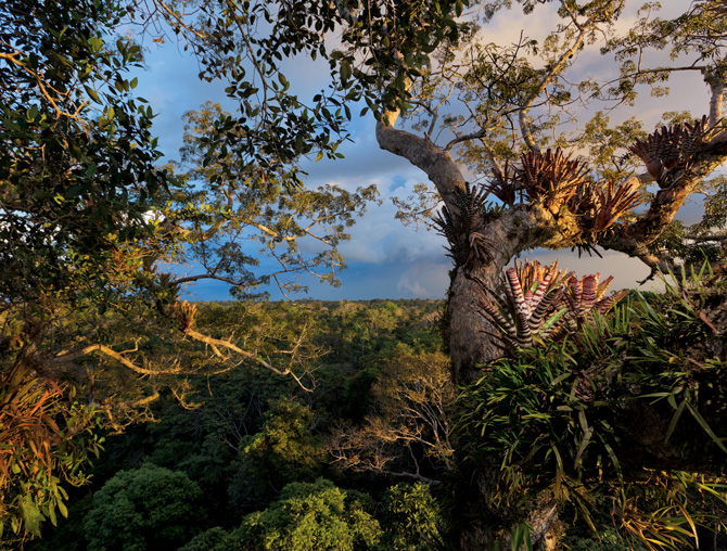 Steve Winter, Yasuni National Park, Ecuador, Amazon