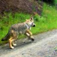 Washington State's move to extirpate an entire pack of wolves near the Canadian border for the infraction of killing a few alien domestic cattle grazing public lands is reprehensible. That wildlife agencies would kill any wolves to benefit the profit margin of private businesses utilizing public resources is an outrage. George Wuerthner writes how the tragedy of this slaughter of wild predators repeats itself over and over throughout the West.