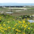 Facing a major Coastal Commission decision, Newport Banning Ranch developers should adopt staff's recommendation that all environmentally sensitive habitat should be protected and could be integrated in a vision for a small-scale visitor-serving development through Regenerative Design.
