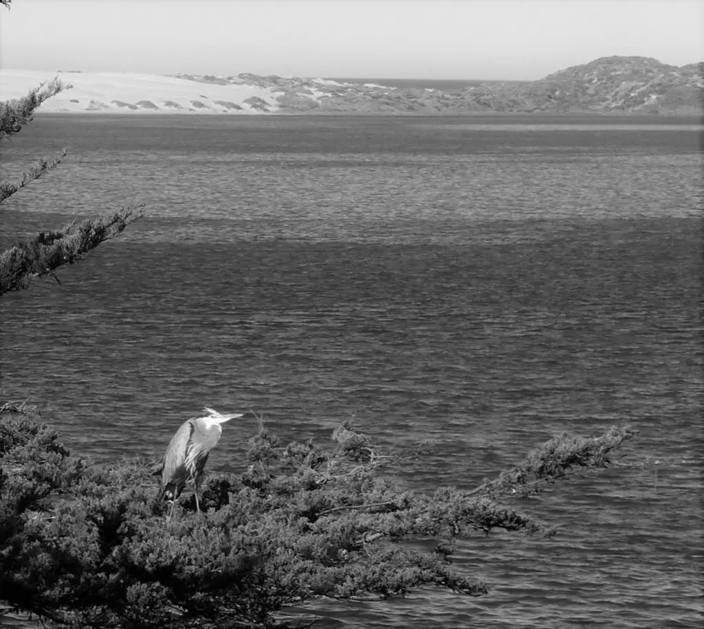 Great Blue Heron, Morro Bay, estuary, Jack Eidt