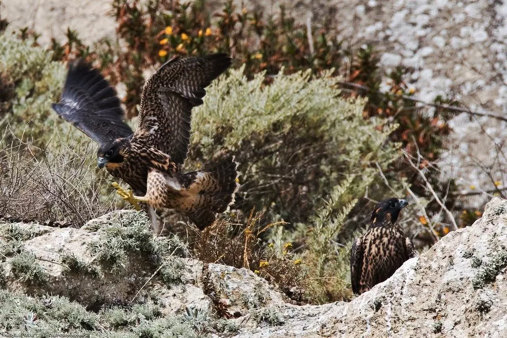 pergrine falcon, morro bay, mike baird