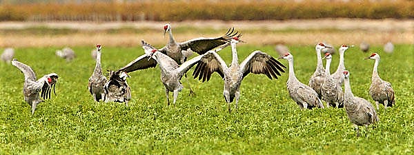 sandhill cranes, the Seven Cranes