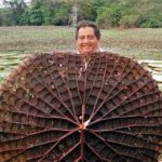 Brazil, botany, Victoria Amazonica