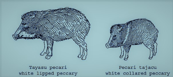 white-lipped peccary, tayassu peccary