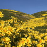 desert wildflowers