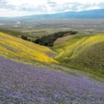 Tejon Ranch by Nick Jensen