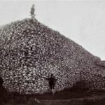 bison, extinction, hunting