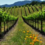 sonoma vineyards beauty in spring