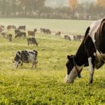 regenerative agriculture