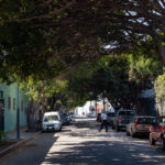 East LA shade trees, urban canopy