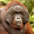 EcoJustice Radio investigates the dangers of palm oil to rainforest ecosystems in Indonesia, Malaysia, and around the world. They look into effects on their resident orangutans and Indigenous populations, with orangutan specialist Dr. Gary Shapiro.
