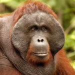 orangutan