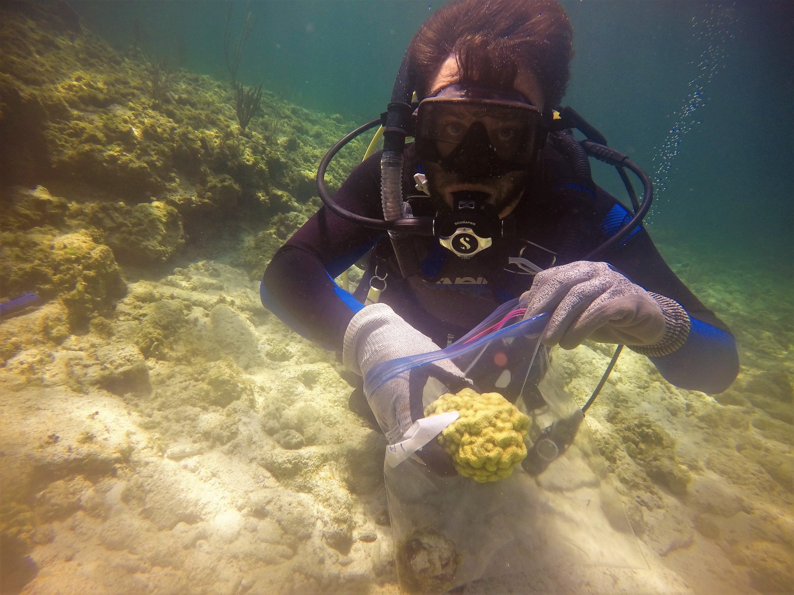 Coral regeneration, Sam Teicher