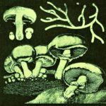 Radical Mycology