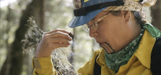 EcoJustice Radio talked about cultural fire with Elizabeth Azzuz from the Cultural Fire Management Council, traditional Native Karuk methods of prescribed burning to protect forests and heal degraded ecosystems.