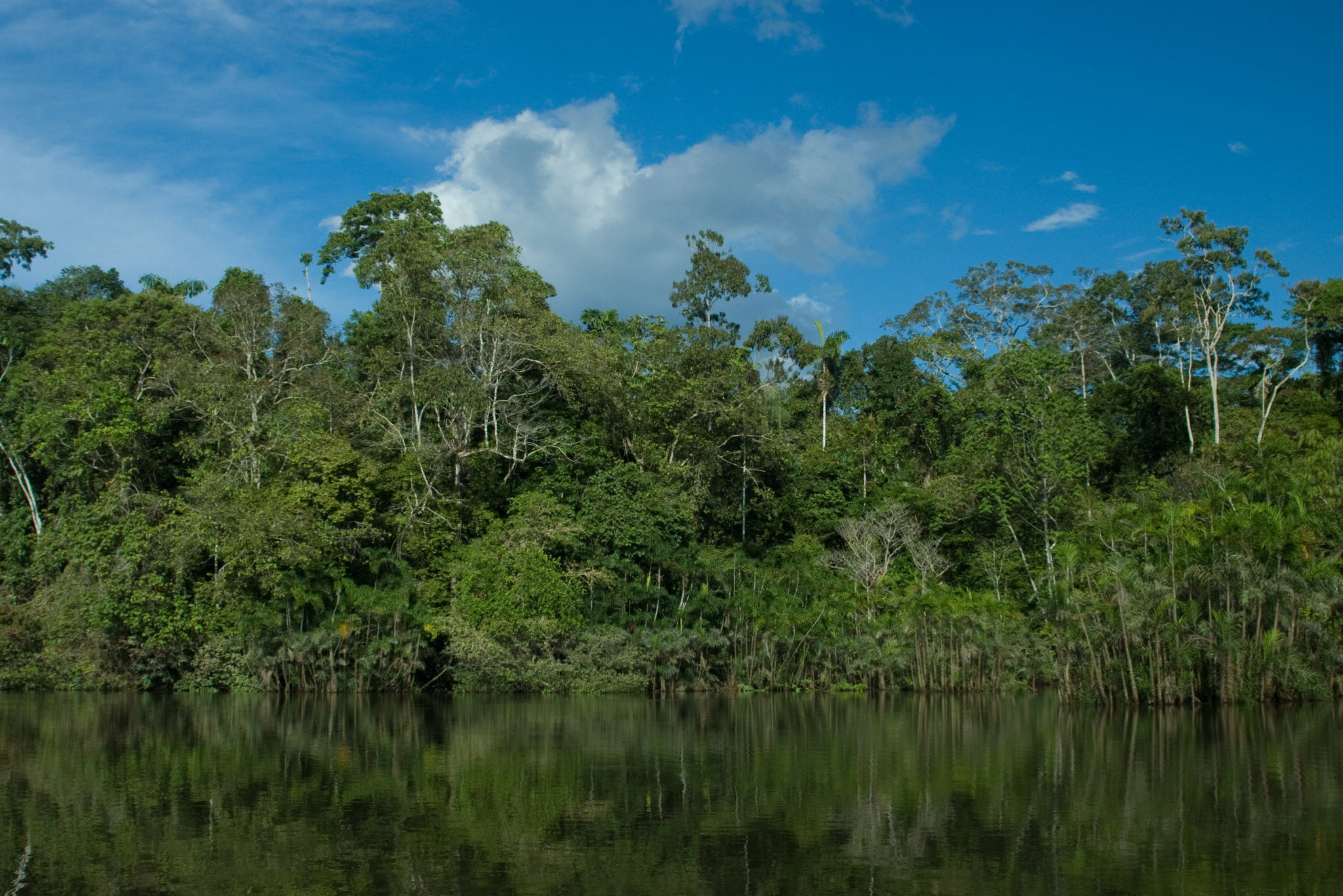 Rainforest Biodiversity And Oil Drilling In Ecuador - Wilderutopia