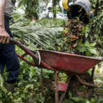 Palm Oil, Child Labor