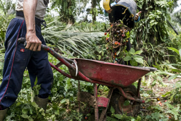 Palm Oil, Child Labor