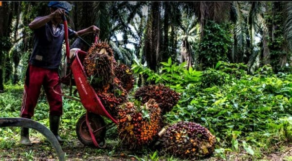 Palm Oil Indonesia, Rainforest Action Network
