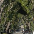 Two Los Angeles arborists talk urban forestry with EcoJustice Radio, and about the need to plant and care for trees to strengthen urban ecosystems and heal the climate.