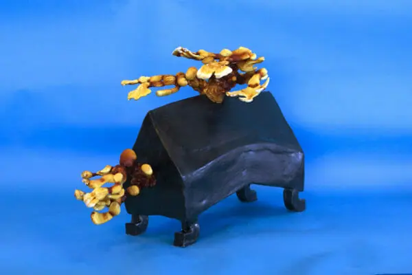 Sam Shoemaker, fungi