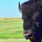 Wolakota Buffalo Range