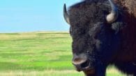The Wolakota Buffalo Range is reconnecting bison to their rightful place on the Great Plains, and people of the Rosebud Sioux Nation. EcoJustice Radio spoke with Wizipan Little Elk (CEO of REDCO) as we dive into how he and his team are converting 28,000 acres of Rosebud Sioux Tribal lands from cattle to bison.