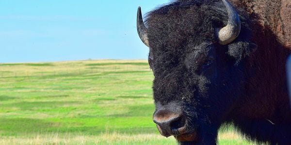 Wolakota Buffalo Range, bison, Rosebud Sioux Nation