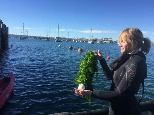 Sunken sculptures help rewild marine ecosystems