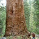 David Milarch with sequoia tree