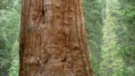 EcoJustice Radio discusses with David Milarch of Archangel Ancient Tree Archive why old growth reforestation with trees like sequoias and redwoods is an important solution to climate change and ecosystem health.
