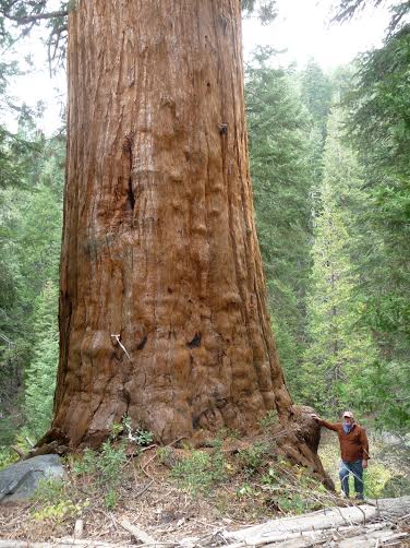 David Milarch with sequoia tree