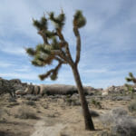 Joshua Tree National Park