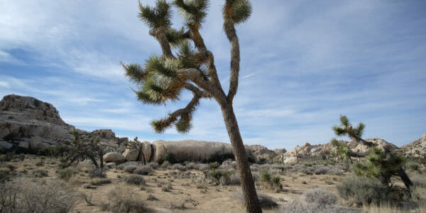 Joshua Tree is an ecological keystone of California deserts. Climate disruption threatens Joshua Tree National Park will no longer have Joshua trees. EcoJustice Radio talks with desert ecologist James Cornett about the future of our deserts in a warming world.