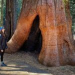 Sequoia Grove, Tuolumne County