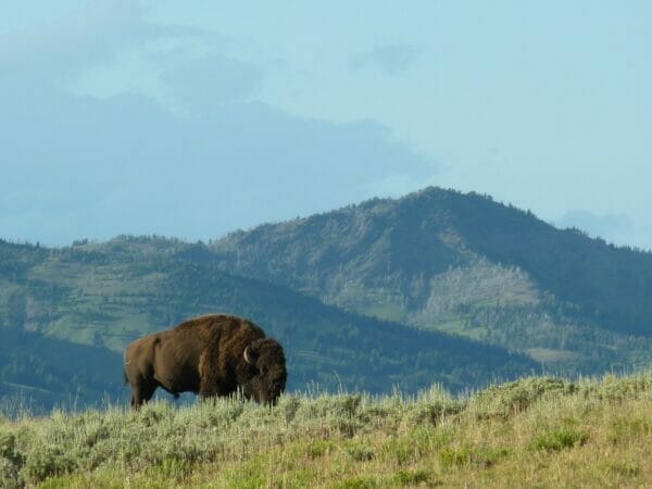 bison reintroduction, south dakota