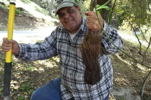 Richard Bugbee, Luiseno eole, ethnobotany