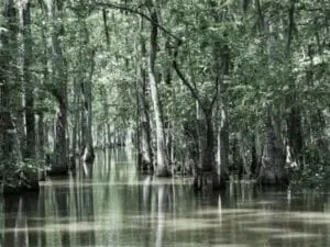 Louisiana swamp