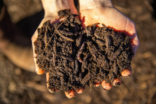 soil food web, dr elaine ingham