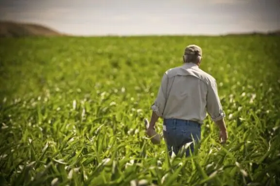 glyphosate