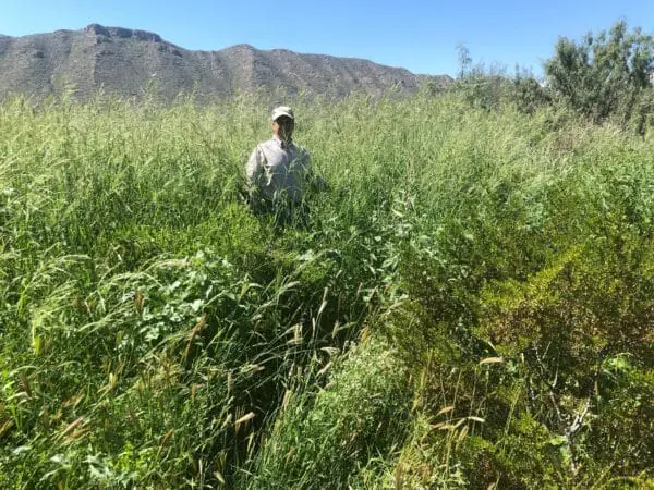 Las Damas Ranch, Alejandro Carrillo