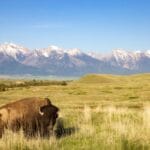 Bison Range, Confederated Salish and Kootenai Tribes