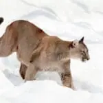 puma, mountain lion